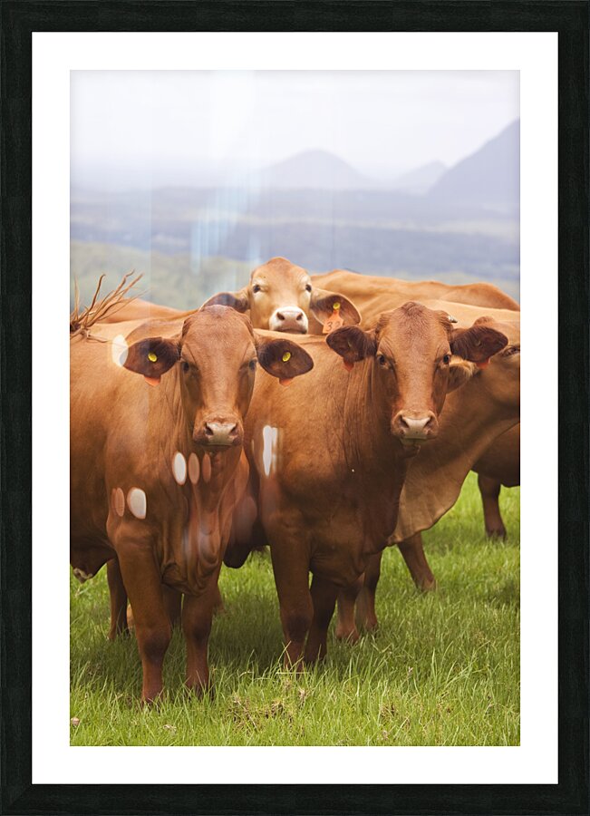 Mountain Cows Picture Frame print