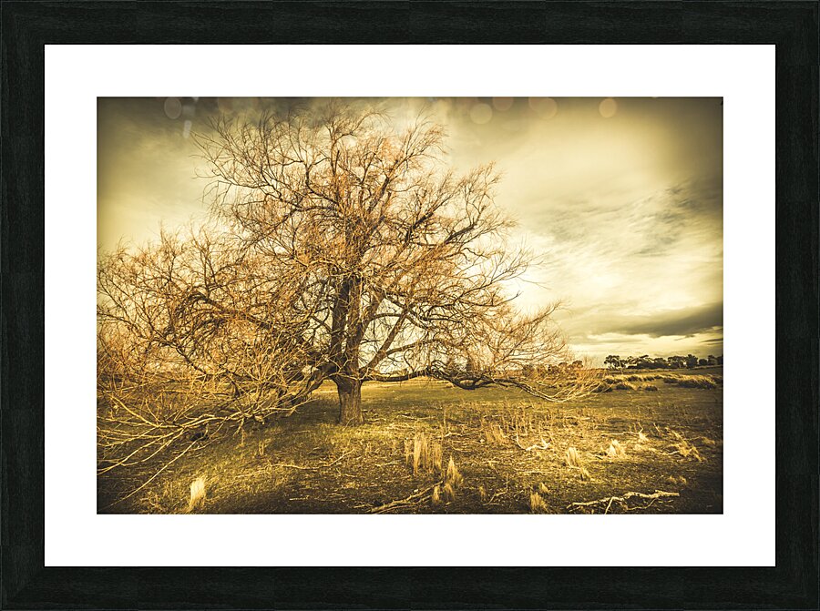 Oatlands autumn tree Picture Frame print