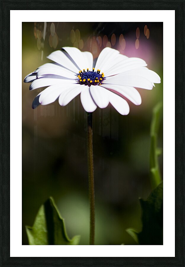 Purple Daisy Picture Frame print
