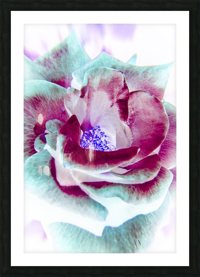 Wild exotics Picture Frame print