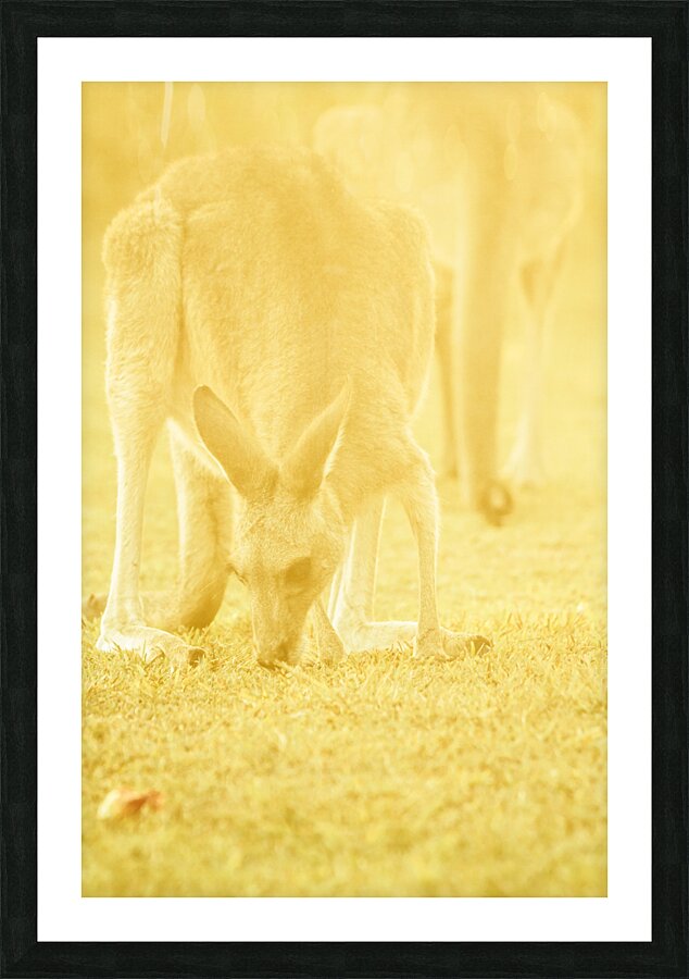 Golden Roo Picture Frame print