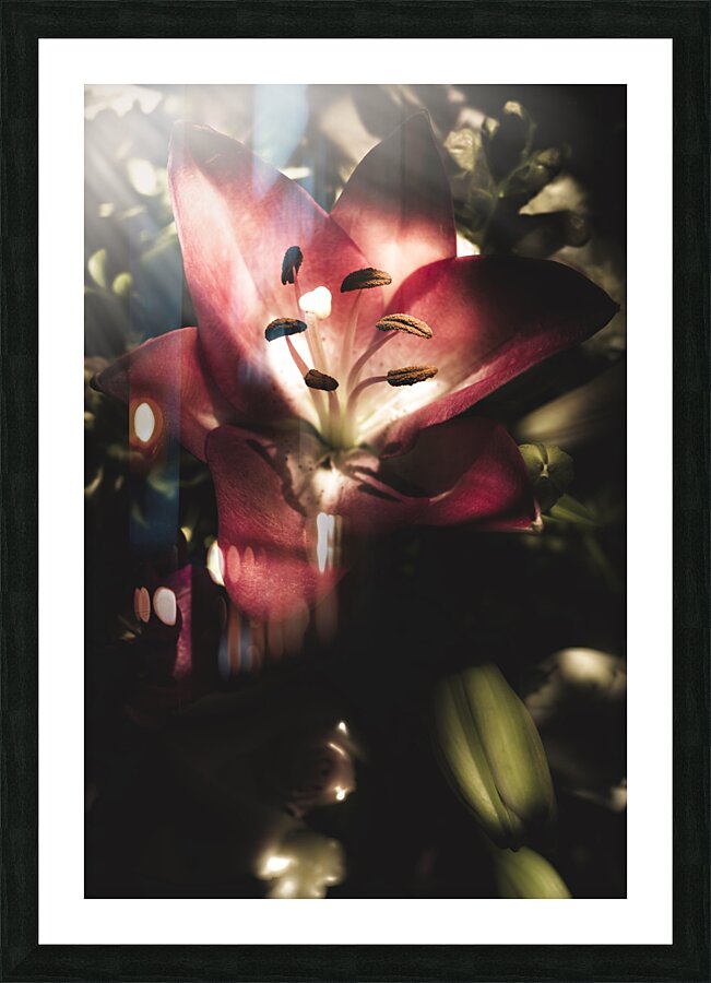 Of love and light Picture Frame print