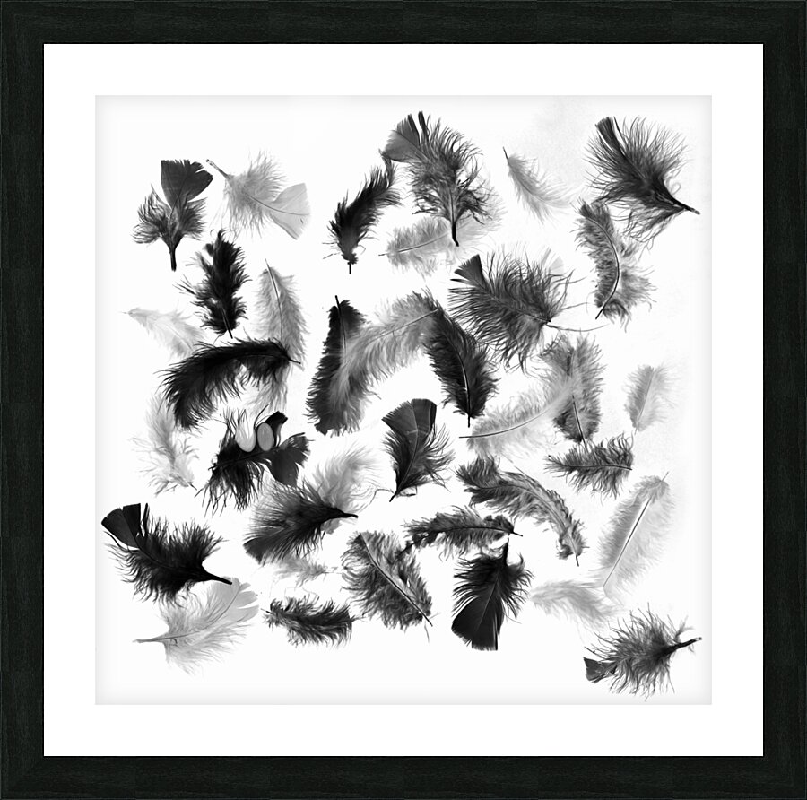Flock in feather Picture Frame print