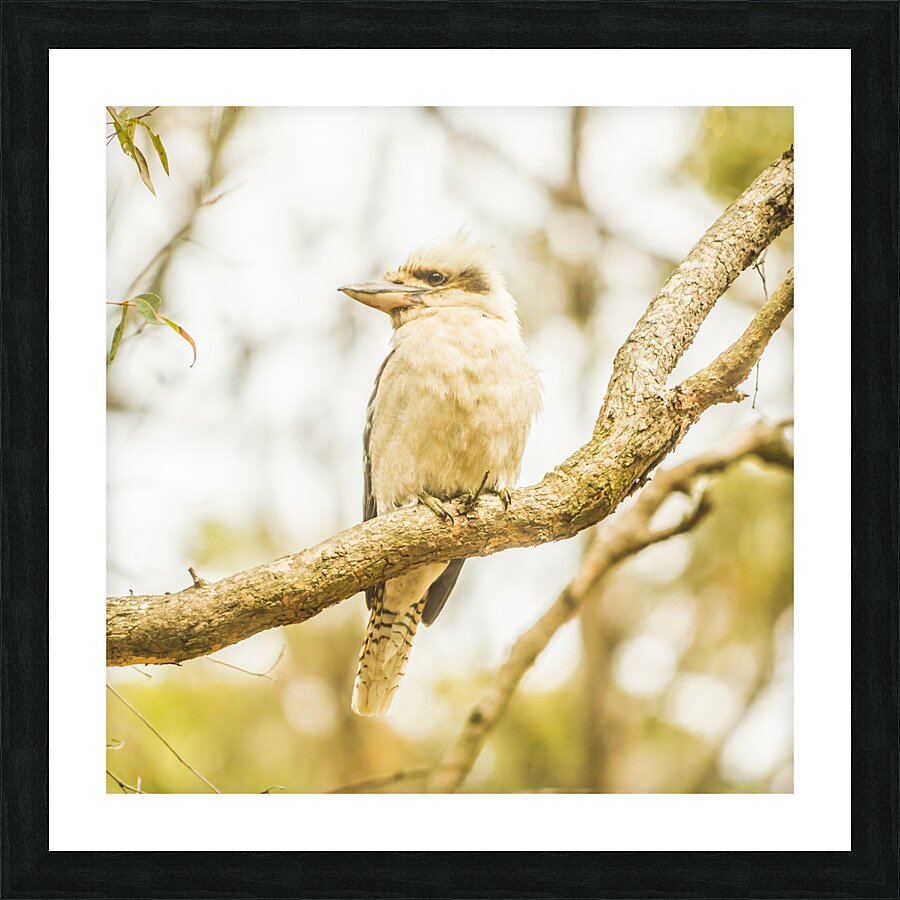 Kingfisher views Picture Frame print