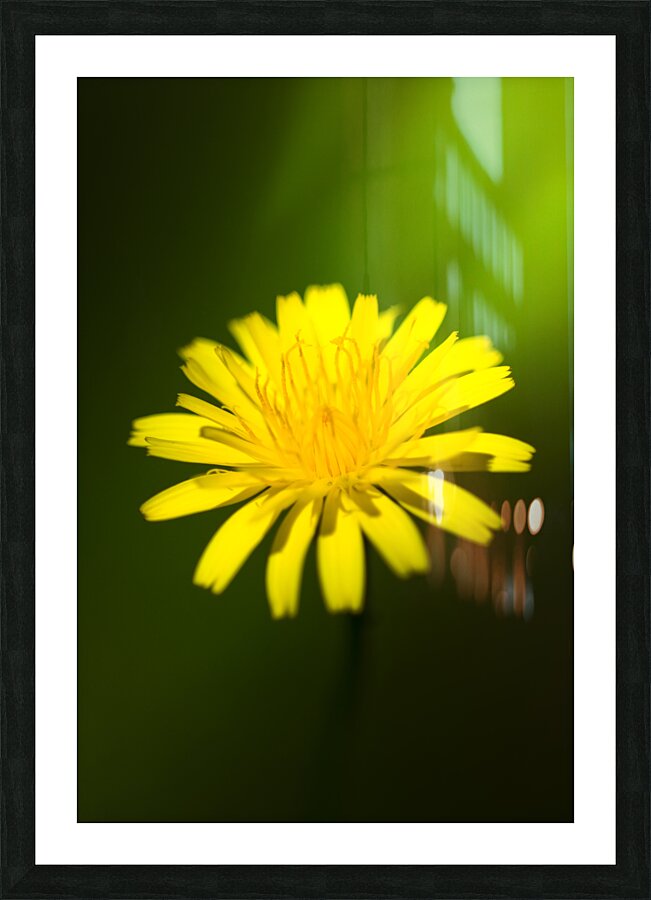 Dandelion Flower Picture Frame print