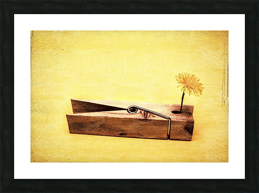 Clothespins and dandelions Picture Frame print