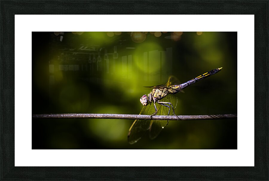 Colourful australian dragonfly at insect crossing Picture Frame print