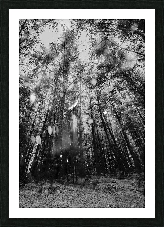 Reigning pines Picture Frame print