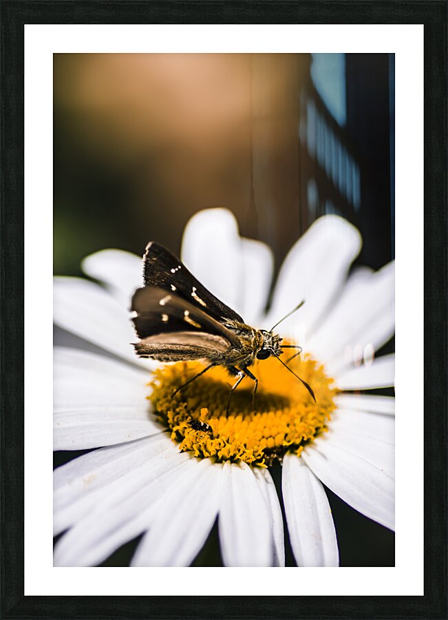 Moth insects on a bright and lush garden flower Picture Frame print