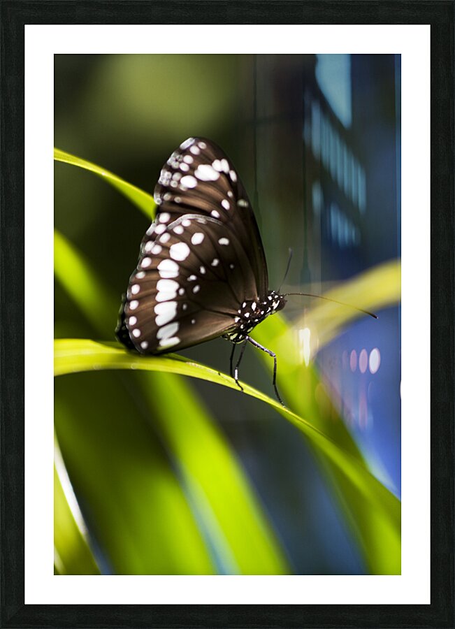 Tropical Butterfly Picture Frame print
