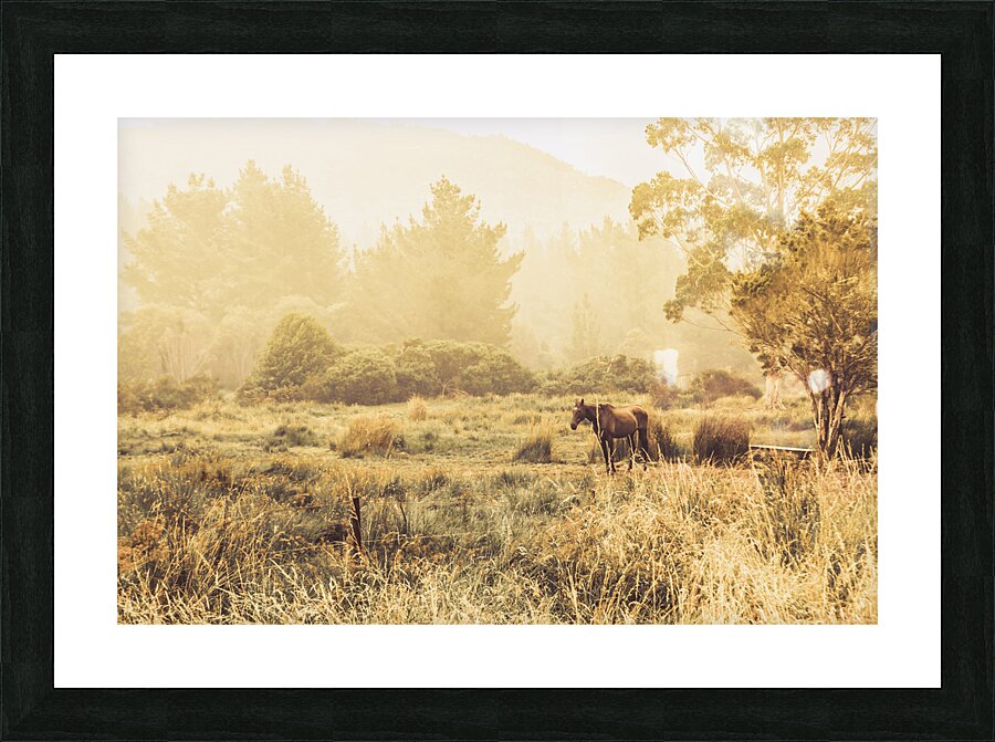 Stallion homestead Picture Frame print