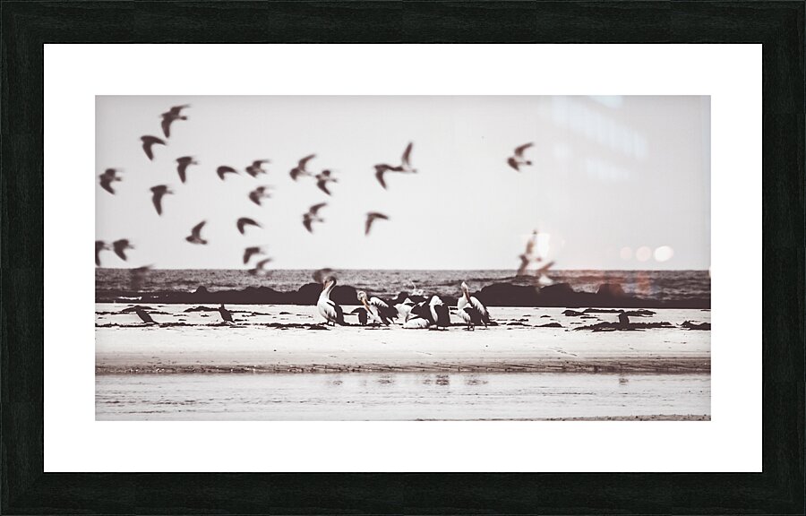 Bay of birds Picture Frame print