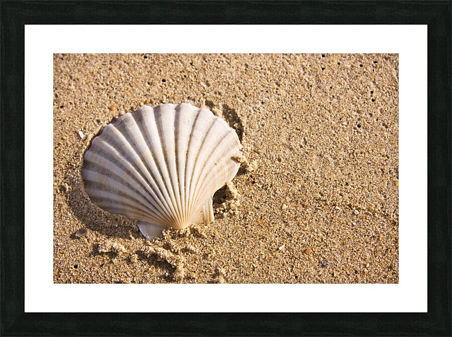 Sandy Shell Picture Frame print