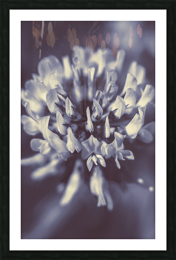 Wild beauty Picture Frame print