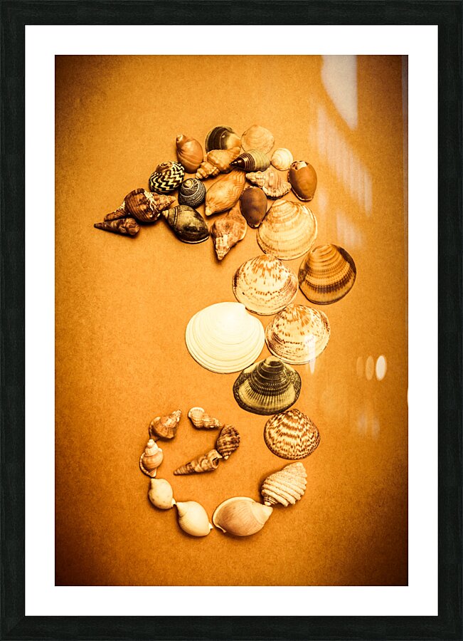 Marine Seashell Seahorse Design Picture Frame print
