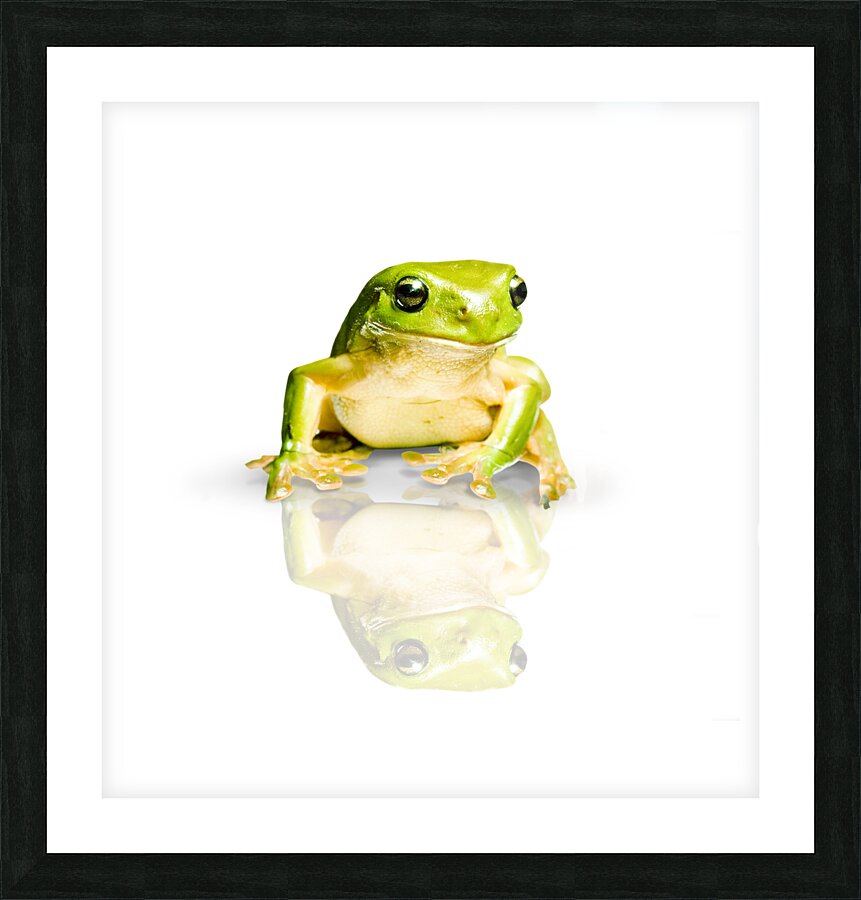 Green Tree Frog Picture Frame print