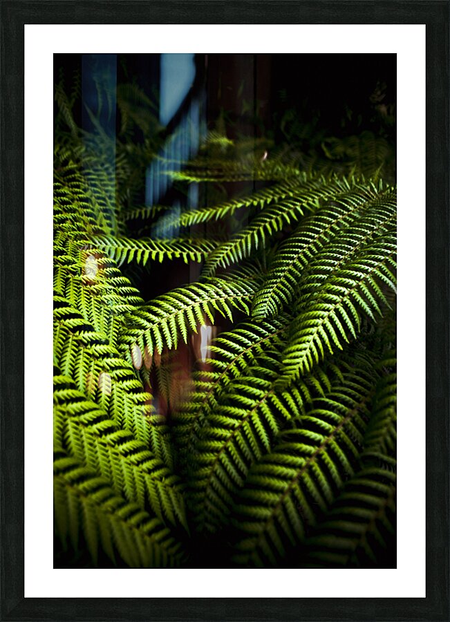 Twilight rainforest fern  Picture Frame print