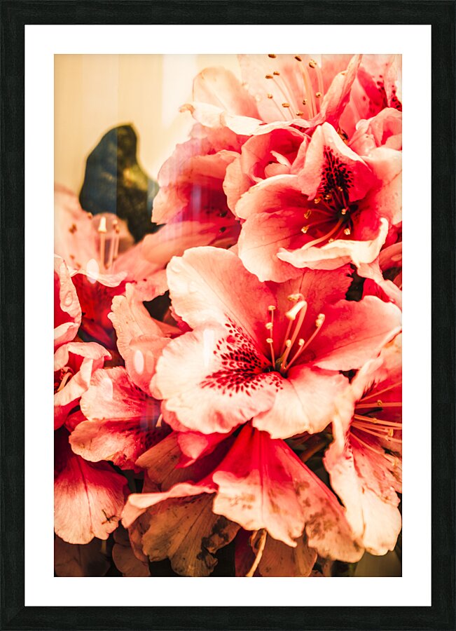 Shabby chic romances Picture Frame print