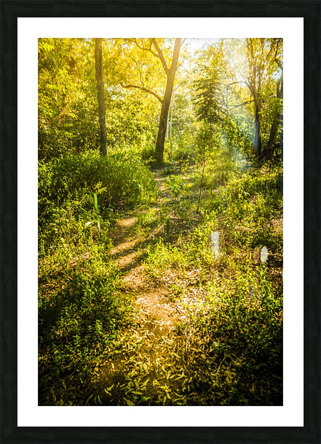 Forgotten forest Picture Frame print