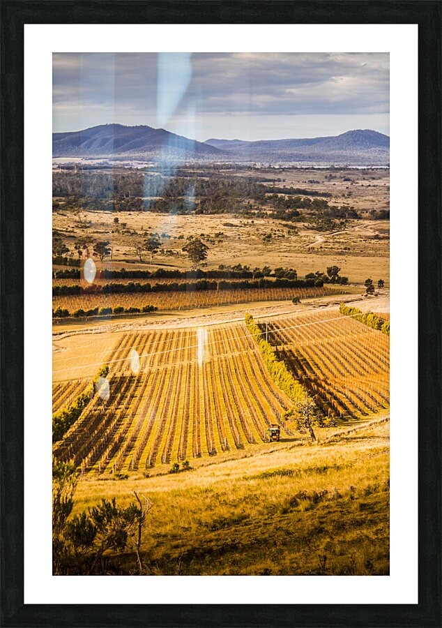 Vineyard harvest landscape Picture Frame print