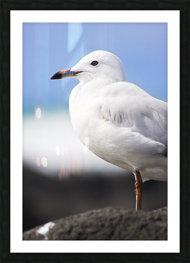 Ocean Bird Picture Frame print