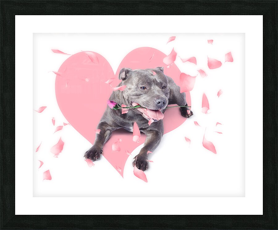 Dog with pink rose on heart shape background Picture Frame print