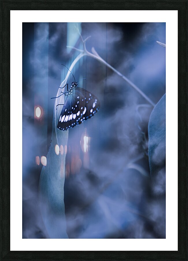 Misty moonlight butterfly in blue twilight forest Picture Frame print