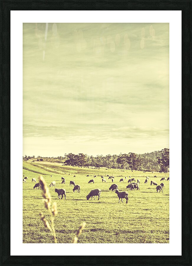 Sheep grazing in rustic Richmond Picture Frame print