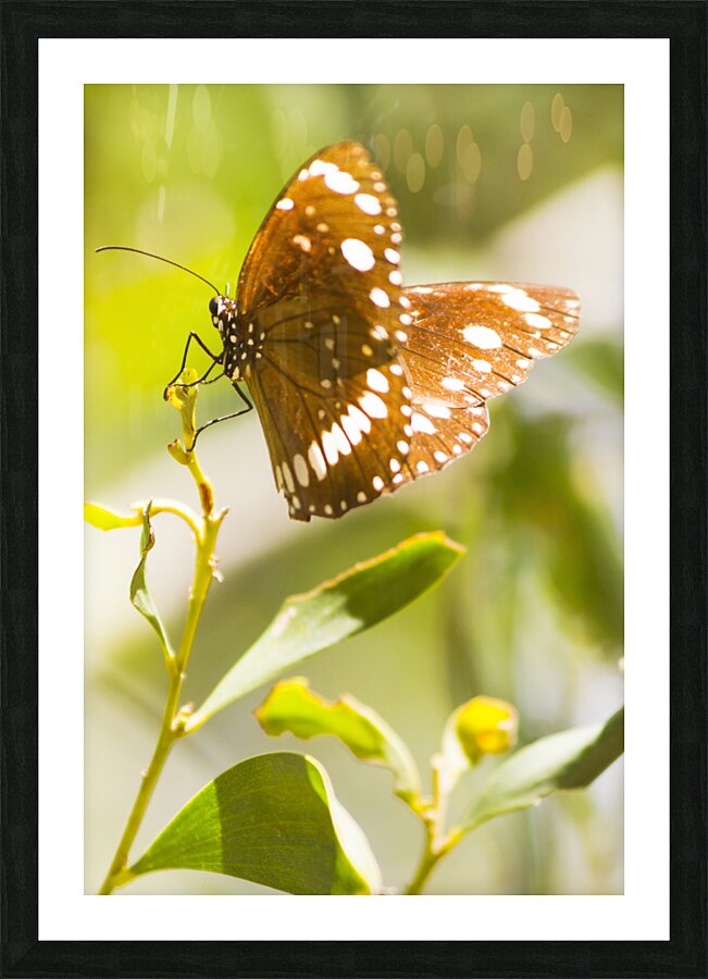 Spotted black crow butterfly  Picture Frame print
