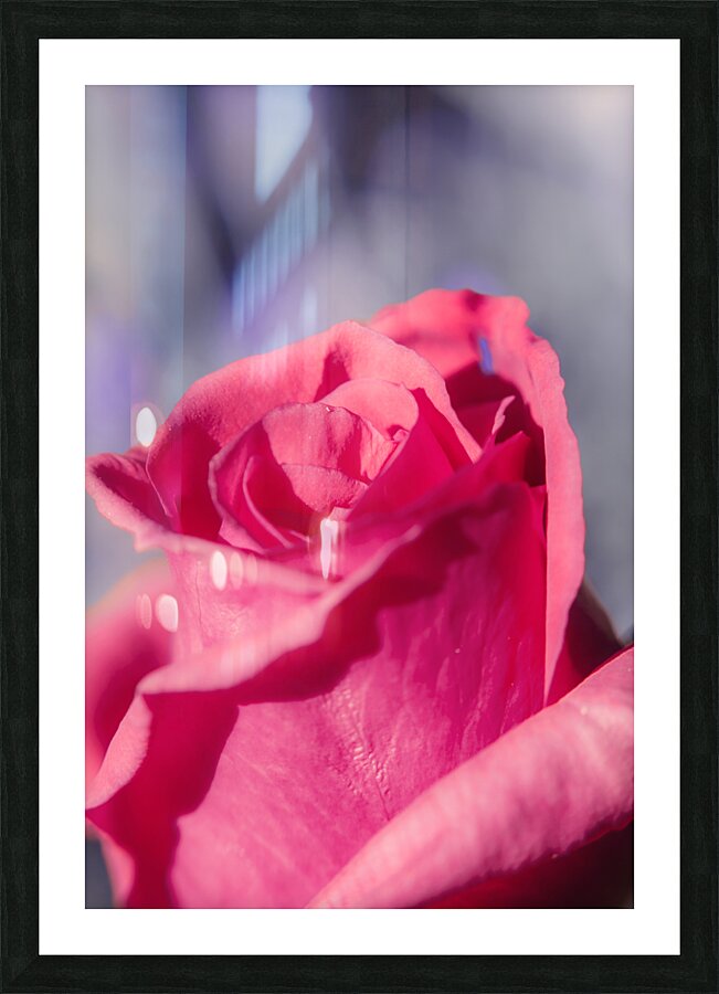 Rosy romantics Picture Frame print