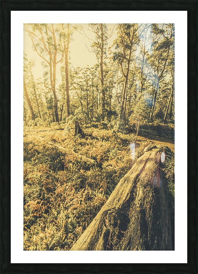 Tasmanian forest sunrise Picture Frame print