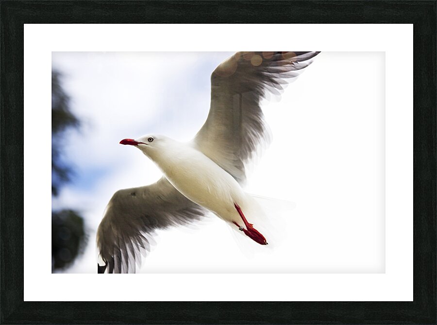 Dusk Flight Picture Frame print