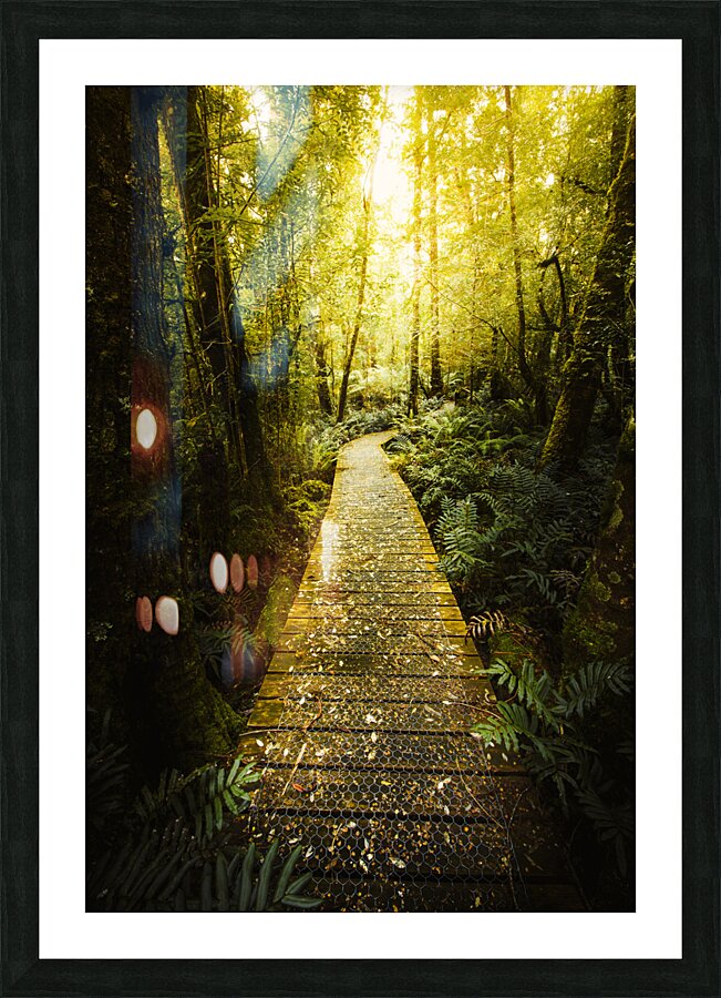 Lush Green Rainforest Walk Picture Frame print