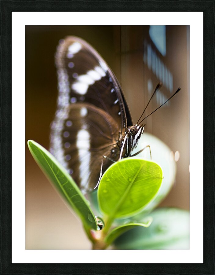 Beautiful Butterfly Picture Frame print