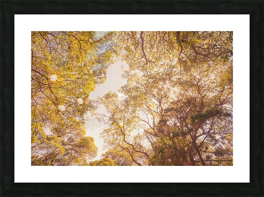 Beyond the pines Picture Frame print