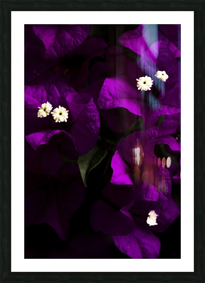 Dark Purple Bougainvillea Flowers Picture Frame print