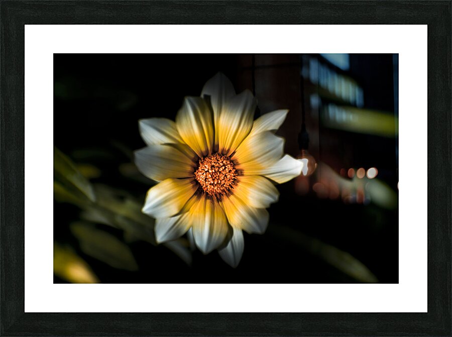 Dark Daisy Flower Picture Frame print