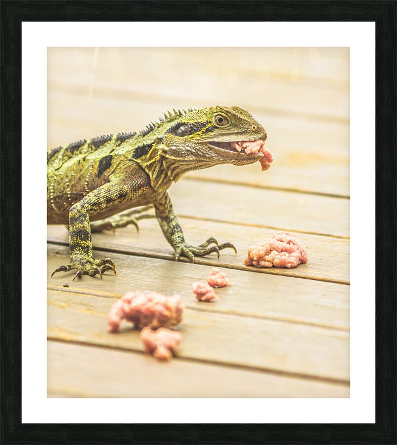 Australian water dragon Picture Frame print