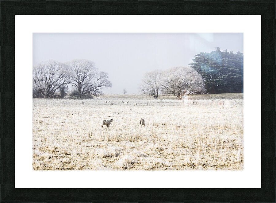 Fingal winter farmyard Picture Frame print