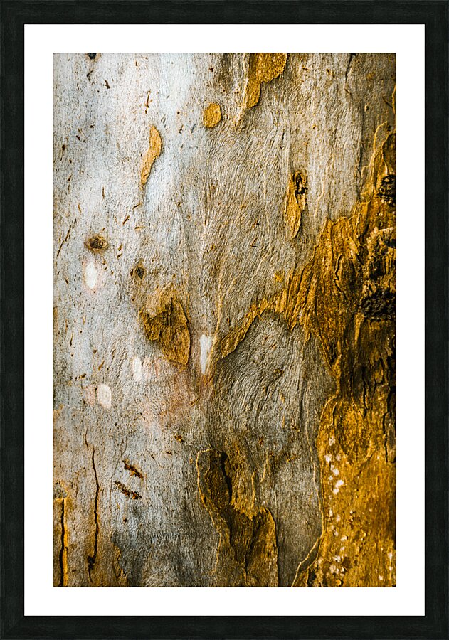 From the woodland Picture Frame print