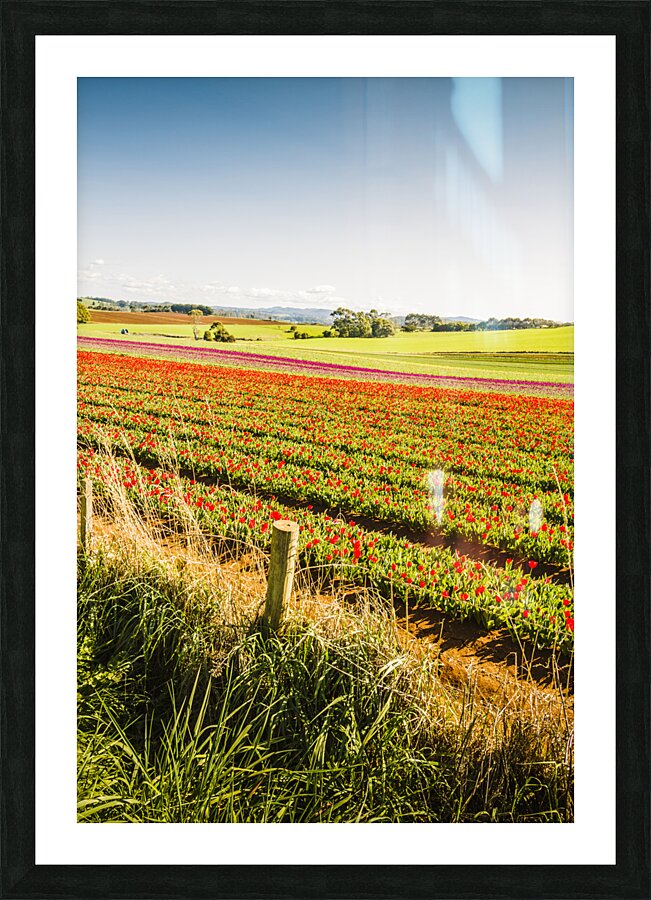 Wynyard Tulips Picture Frame print