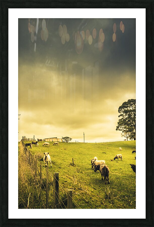 Overcast sky above herd of cows on pasture Picture Frame print