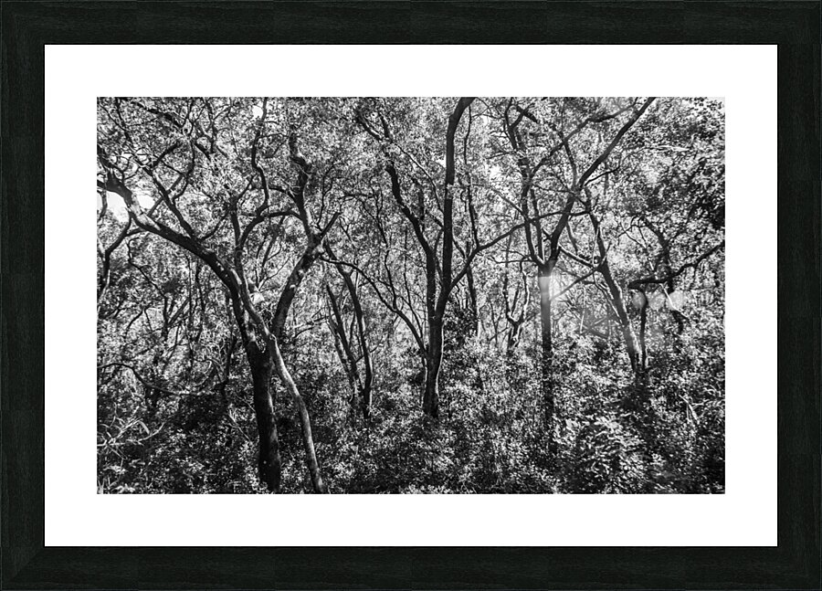 Wild grey Picture Frame print