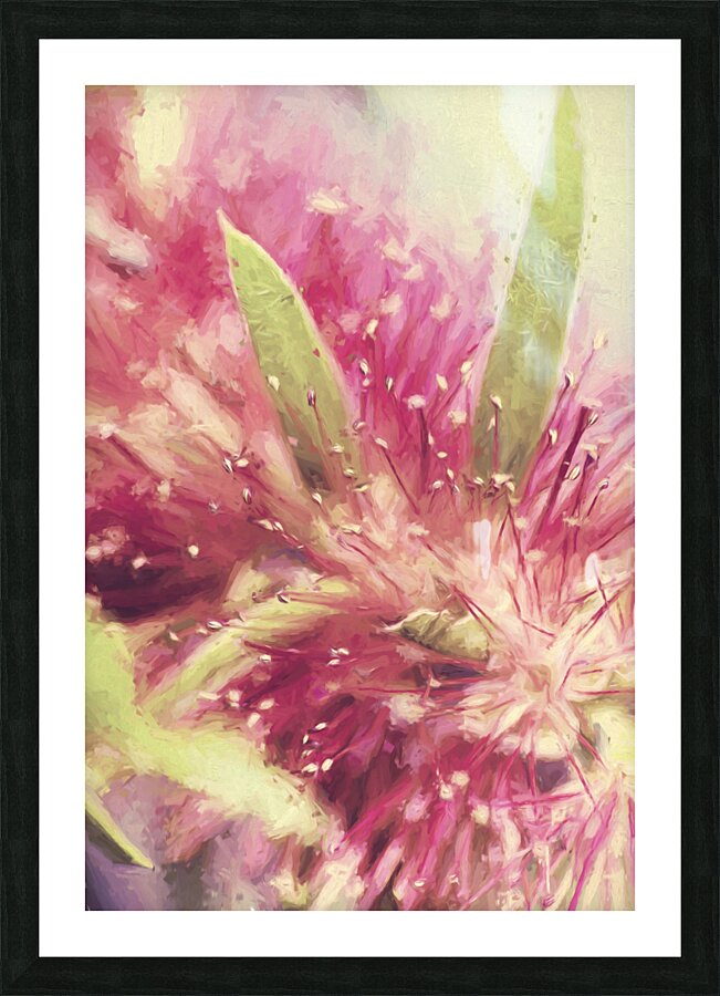 Bottle Brush flower species digital painting Picture Frame print