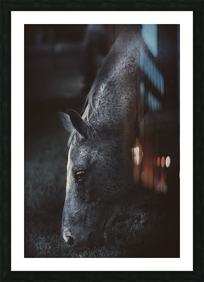 The midnight stallion Picture Frame print