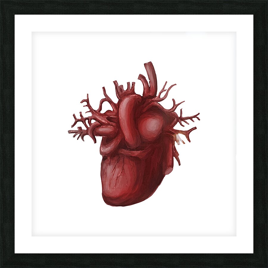 Human heart medical diagram isolated on white Picture Frame print