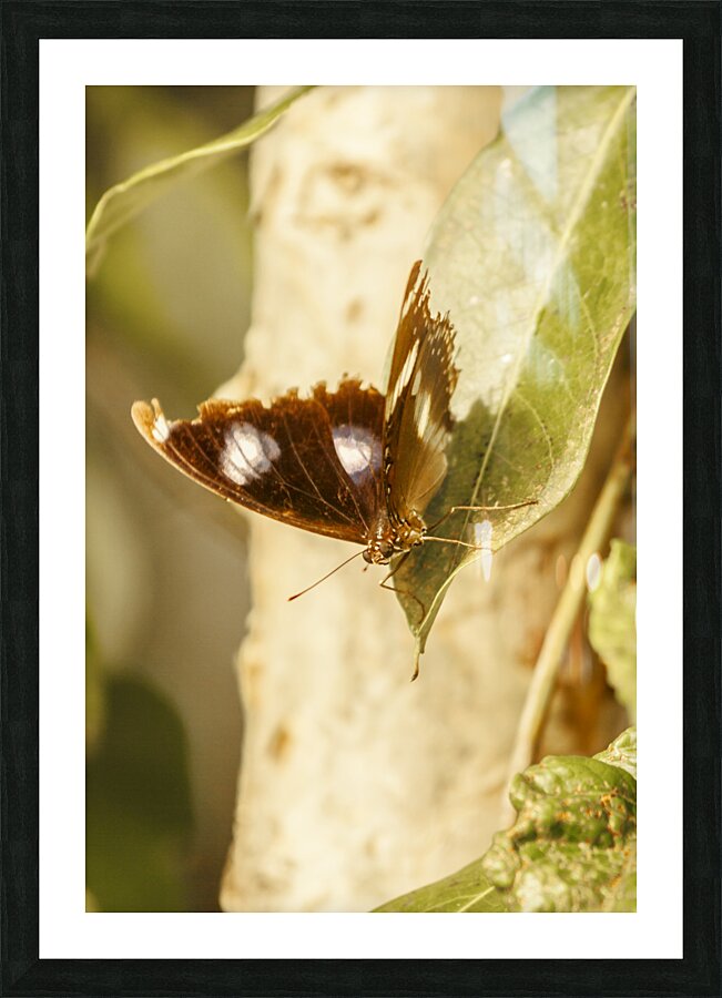 Wooded wildlife Picture Frame print