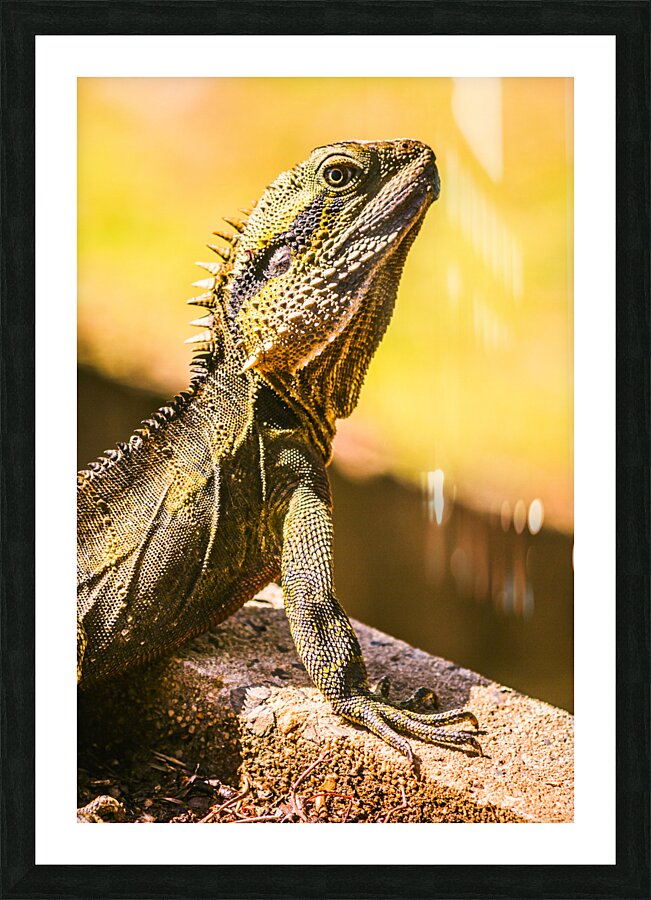 A predators portrait Picture Frame print
