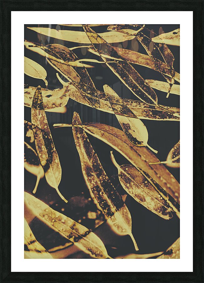 Sepia toned image of floating eucalyptus leaves Picture Frame print