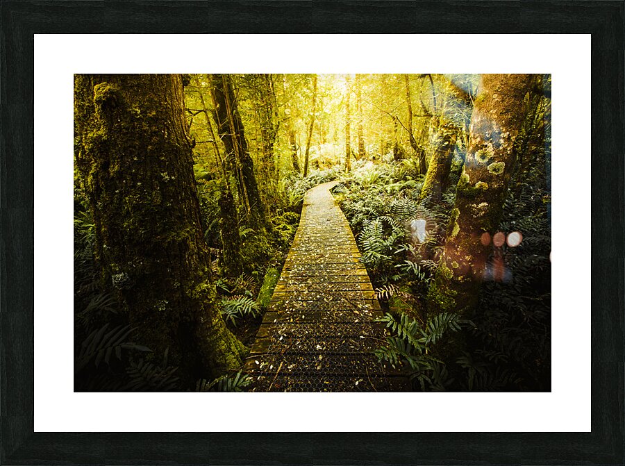 Tarkine Tasmania Trails Picture Frame print